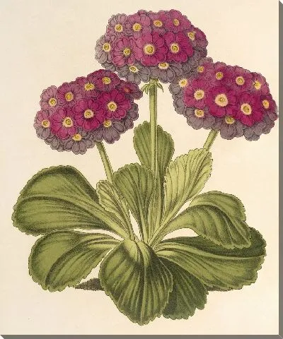 Картина Примула промежуточная (гибрида) (1854-1896)