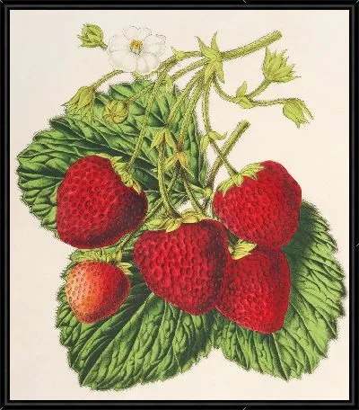 Картина Производитель клубников Оскар (1854-1896)