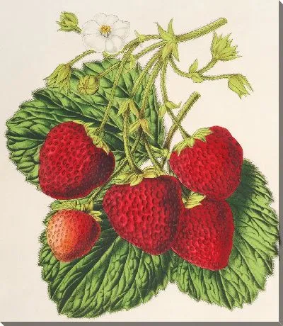 Картина Производитель клубников Оскар (1854-1896)