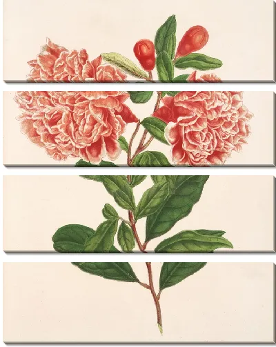 Картина Пуника гранатум (1854-1896)