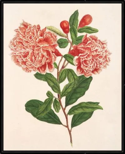 Картина Пуника гранатум (1854-1896)