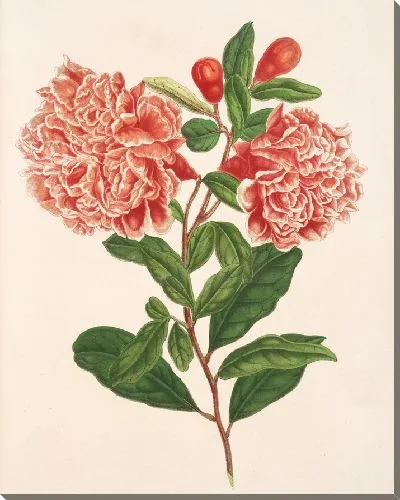 Картина Пуника гранатум (1854-1896)