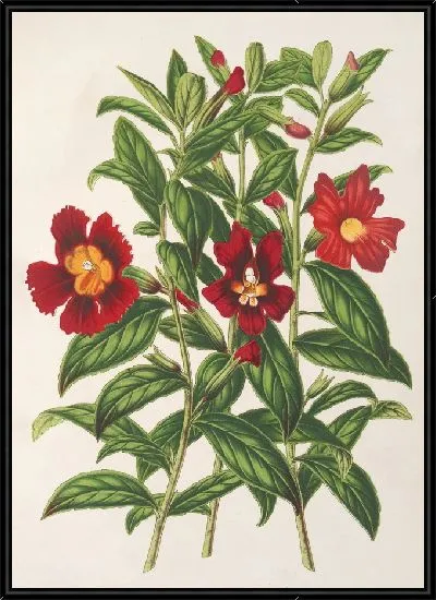 Картина Разновидности Диплакуса (1854-1896)