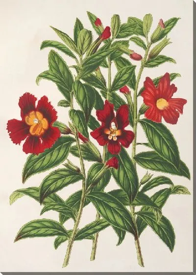 Картина Разновидности Диплакуса (1854-1896)