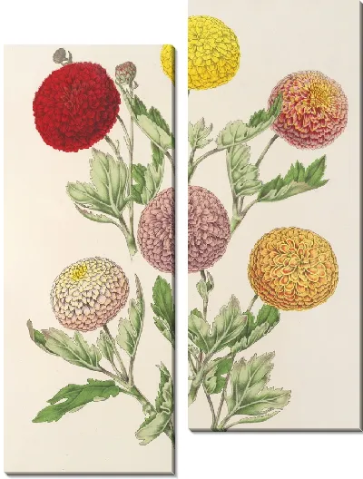 Картина Ранние карликовые хризантемы (1854-1896)