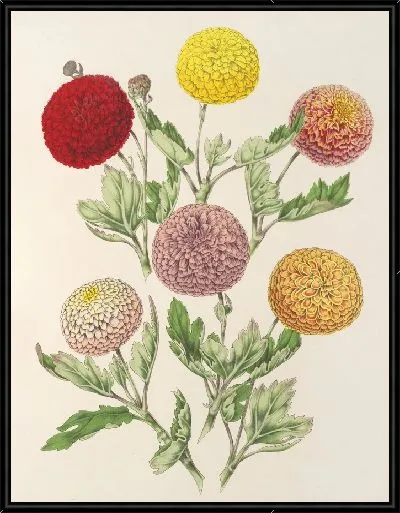 Картина Ранние карликовые хризантемы (1854-1896)