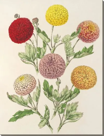 Картина Ранние карликовые хризантемы (1854-1896)