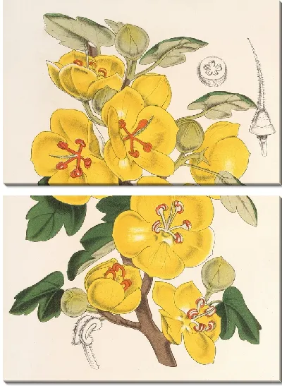 Картина Ремонт калифорнийской (1854-1896)