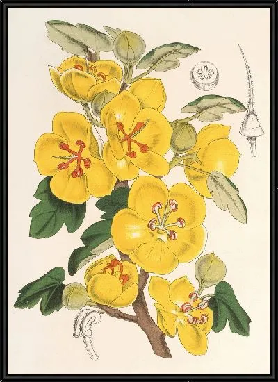 Картина Ремонт калифорнийской (1854-1896)