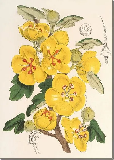 Картина Ремонт калифорнийской (1854-1896)