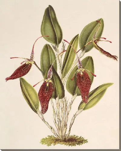 Картина Рестрепия Антеннифера (1854-1896)