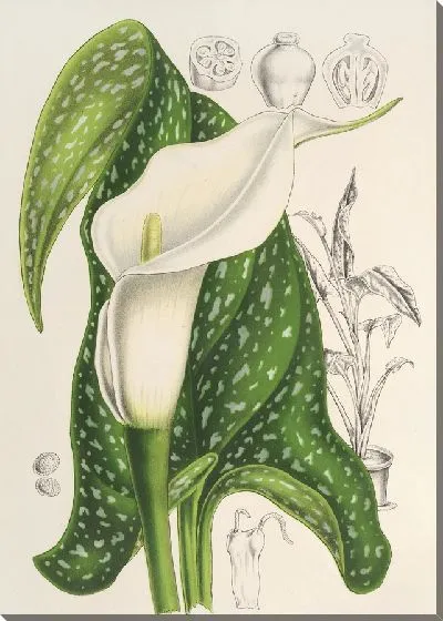 Картина Ричардия альбо-пятнистая (1854-1896)