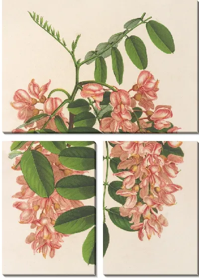 Картина Робиния псевдокация v. Декаисна (1854-1896)