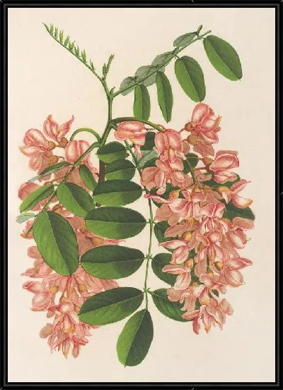 Картина Робиния псевдокация v. Декаисна (1854-1896)