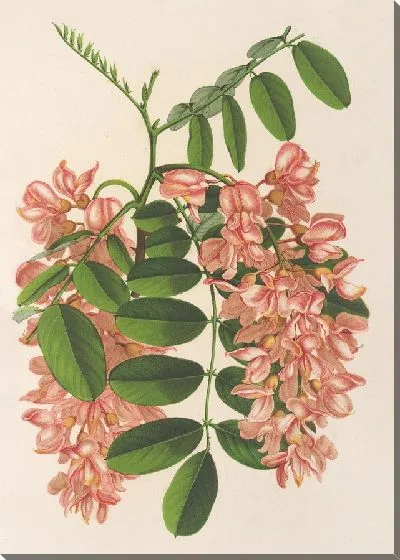 Картина Робиния псевдокация v. Декаисна (1854-1896)