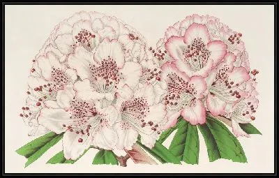 Рододендрон Бижу де Ган (гибрид) (1854-1896)