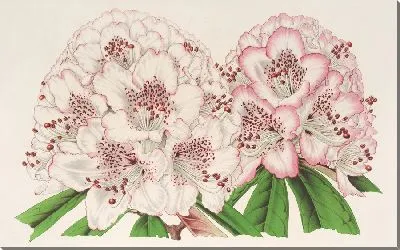 Рододендрон Бижу де Ган (гибрид) (1854-1896)