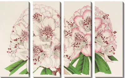 Рододендрон Бижу де Ган (гибрид) (1854-1896)