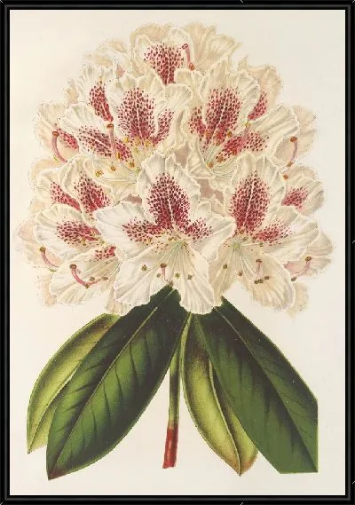 Картина Рододендрум (гибр.) Барон Оси (1854-1896)