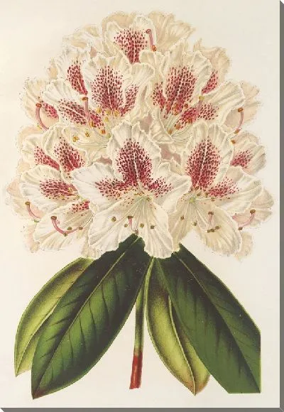 Картина Рододендрум (гибр.) Барон Оси (1854-1896)