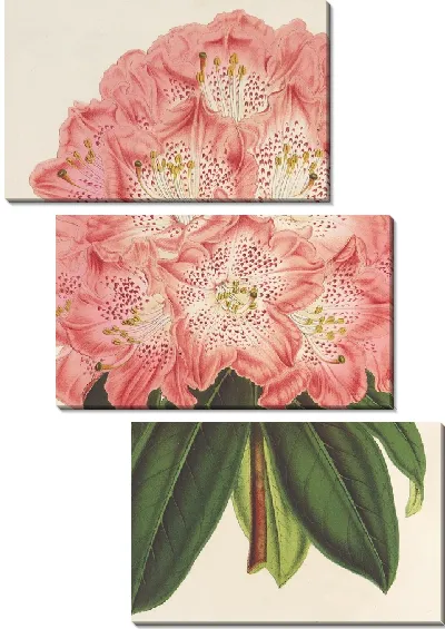 Картина Рододендрум (гибридум) герцогини Нассау (1854-1896)