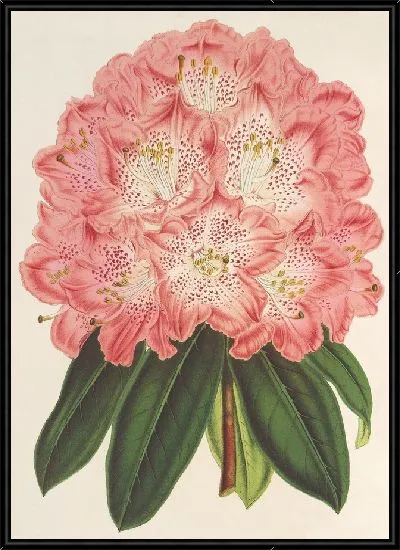 Картина Рододендрум (гибридум) герцогини Нассау (1854-1896)