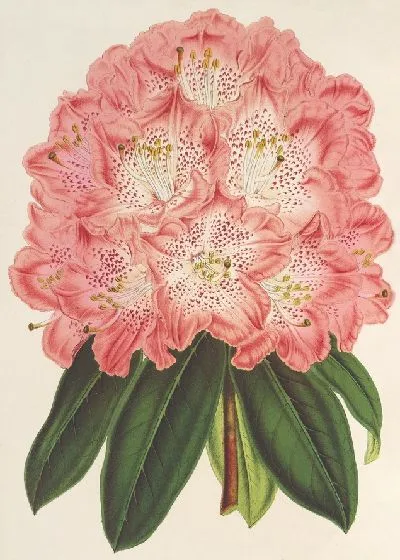 Картина Рододендрум (гибридум) герцогини Нассау (1854-1896)