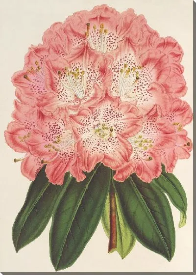 Картина Рододендрум (гибридум) герцогини Нассау (1854-1896)