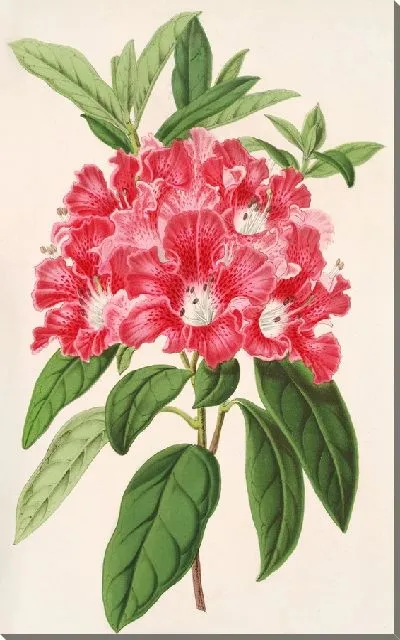 Картина Рододендрум азалиевидный, разновидность. хрустинорум (1854-1896)