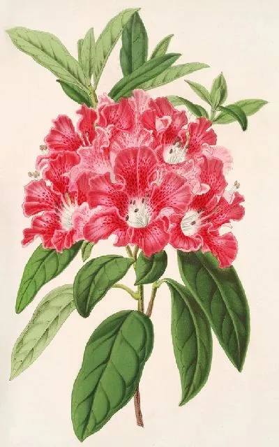 Картина Рододендрум азалиевидный, разновидность. хрустинорум (1854-1896)