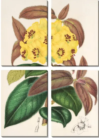 Картина Рододендрум Бутии (1854-1896)