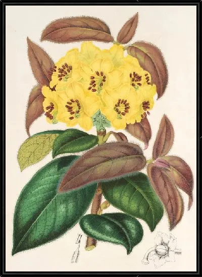 Картина Рододендрум Бутии (1854-1896)