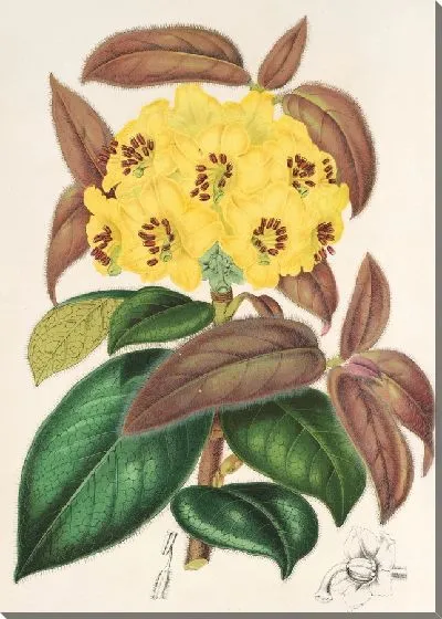 Картина Рододендрум Бутии (1854-1896)