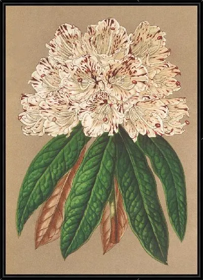 Картина Рододендрум великого герцога Баденского (1854-1896).