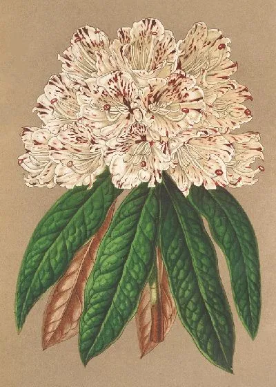 Картина Рододендрум великого герцога Баденского (1854-1896).