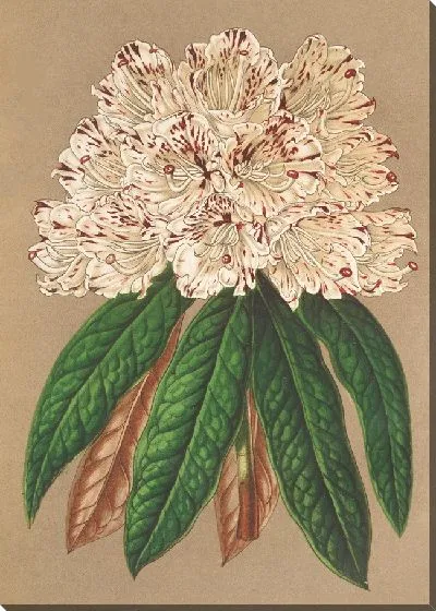 Картина Рододендрум великого герцога Баденского (1854-1896).