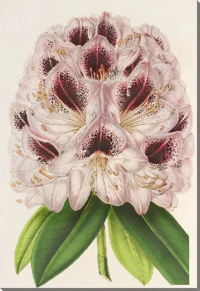 Картина Рододендрум Вершафффельти (1854-1896)