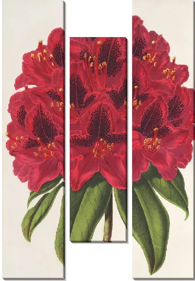 Картина Рододендрум герцога Адольфа Нассауского (1854-1896)