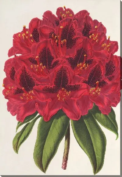 Картина Рододендрум герцога Адольфа Нассауского (1854-1896)