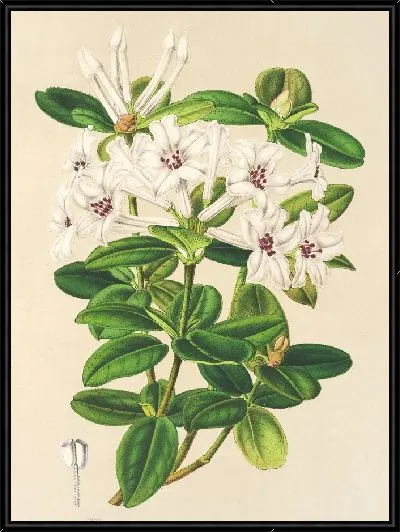 Картина Рододендрум жасмифлорум (1854-1896)