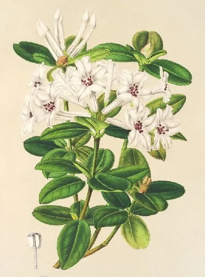 Картина Рододендрум жасмифлорум (1854-1896)