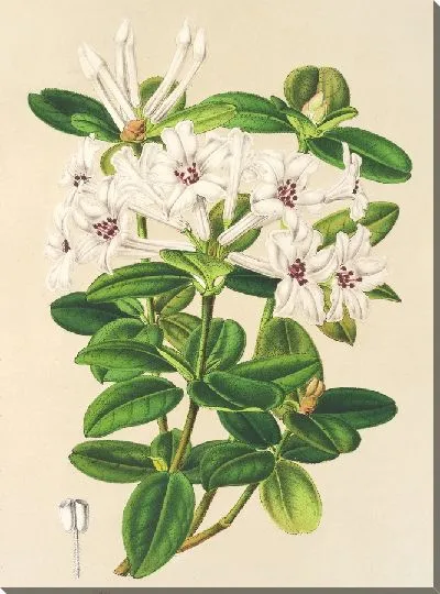 Картина Рододендрум жасмифлорум (1854-1896)