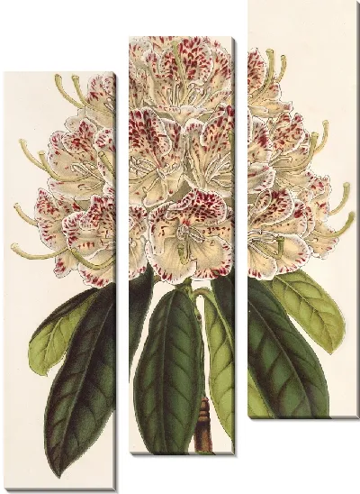 Картина Рододендрум маргинато-пунктатум (гибр.) (1854-1896)