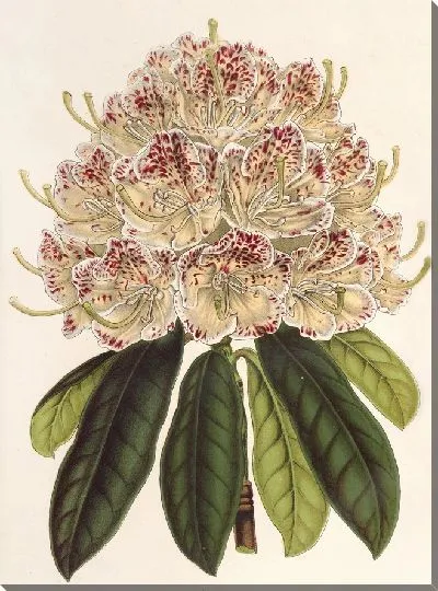 Картина Рододендрум маргинато-пунктатум (гибр.) (1854-1896)