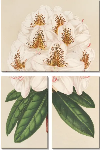 Картина Рододендрум Минни (1854-1896)