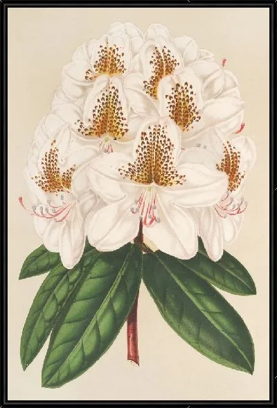 Картина Рододендрум Минни (1854-1896)