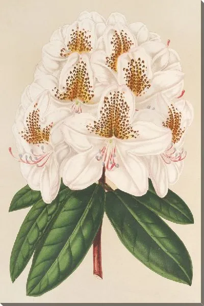 Картина Рододендрум Минни (1854-1896)