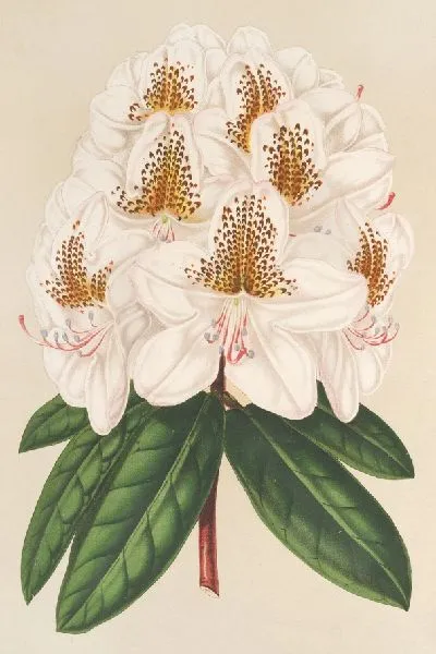 Картина Рододендрум Минни (1854-1896)