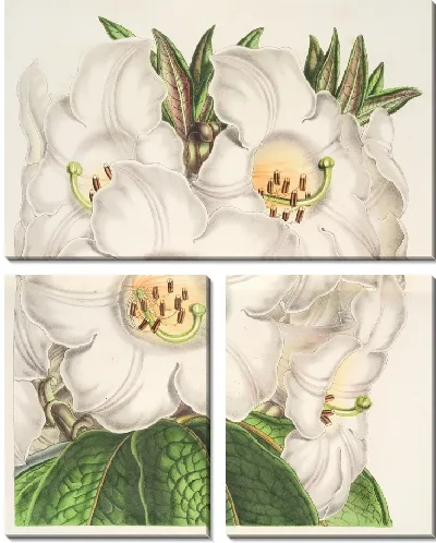 Картина Рододендрум Нутталлии (1854-1896)