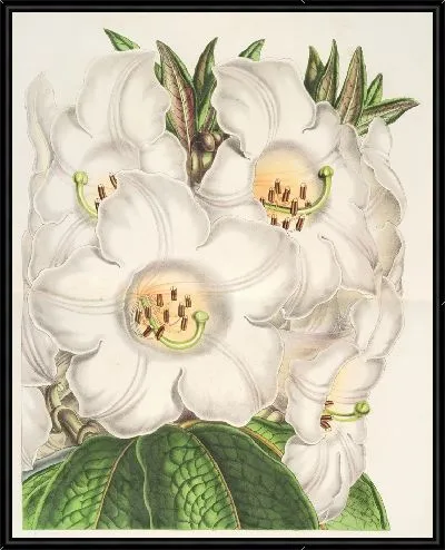 Картина Рододендрум Нутталлии (1854-1896)